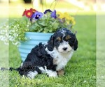 Small #2 Cavapoo (Miniature)