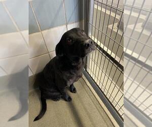 Labrador Retriever-Unknown Mix Dogs for adoption in San Antonio, TX, USA