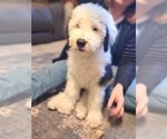 Small Photo #7 Old English Sheepdog Puppy For Sale in WILMINGTON, OH, USA