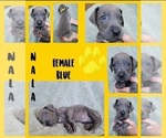 Small Photo #3 Great Dane Puppy For Sale in CORONA, CA, USA