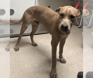 Mutt Dogs for adoption in Bakersfield, CA, USA