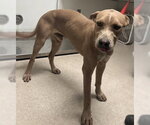 *EDGAR ALLAN POE - Male Mutt Dog for Adoption - Small photo