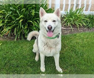 Siberian Husky-Unknown Mix Dogs for adoption in San Clemente, CA, USA