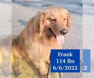 Golden Retriever Dogs for adoption in West Hollywood, CA, USA