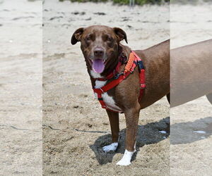 Chocolate Labrador retriever-Unknown Mix Dogs for adoption in Wakefield, RI, USA