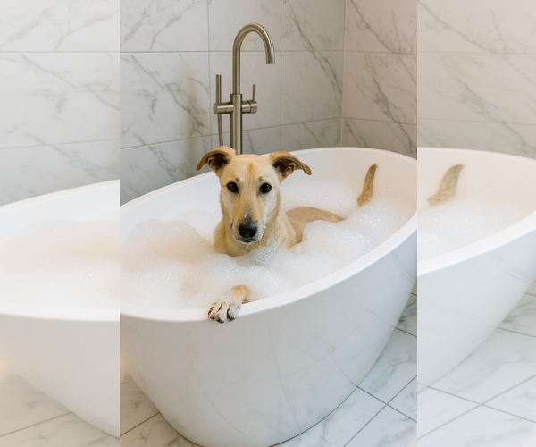 Medium Photo #1 Mutt Puppy For Sale in Norfolk, VA, USA