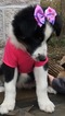 Small Photo #44 Australian Shepherd Puppy For Sale in ARBA, IN, USA