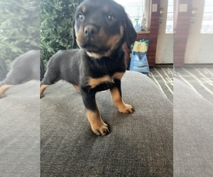 Rottweiler Puppy for Sale in LAFAYETTE, Indiana USA