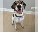 Small #3 Treeing Walker Coonhound