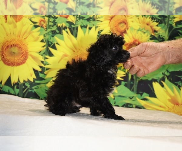 Medium Photo #15 Poodle (Toy) Puppy For Sale in DYERSBURG, TN, USA