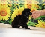 Jasper - Male Poodle (Toy) Puppy for Sale - Photo #15