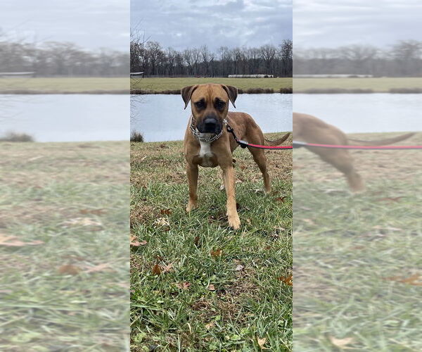 Medium Photo #6 Boxer-Unknown Mix Puppy For Sale in Linton, IN, USA