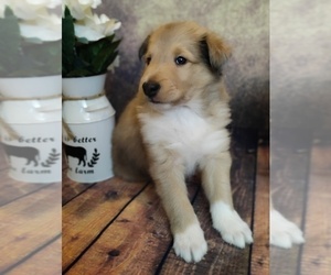 Collie Puppy for sale in VERSAILLES, IN, USA