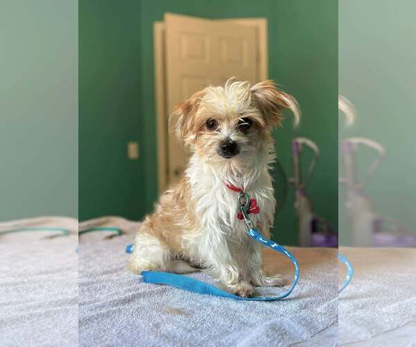 Medium Photo #6 Mutt Puppy For Sale in Gretna, NE, USA
