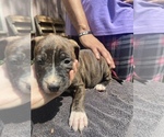 Small Photo #8 American Pit Bull Terrier Puppy For Sale in PENSACOLA, FL, USA