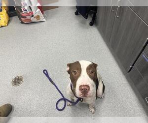 American Pit Bull Terrier-Unknown Mix Dogs for adoption in Ocala, FL, USA