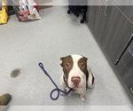 Small American Pit Bull Terrier Mix