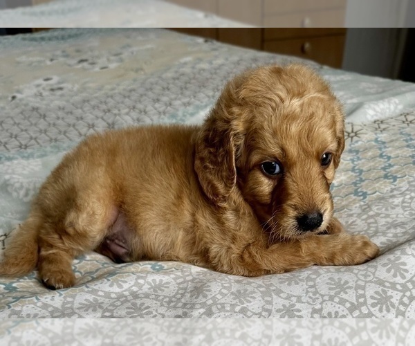 Medium Photo #12 Goldendoodle (Miniature) Puppy For Sale in PENSACOLA, FL, USA