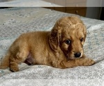 Small Photo #12 Goldendoodle (Miniature) Puppy For Sale in PENSACOLA, FL, USA