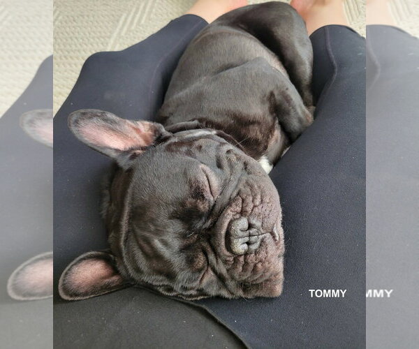 Medium Photo #5 French Bulldog Puppy For Sale in Woodland Hills, CA, USA