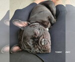 Small #4 French Bulldog