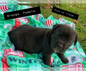 Cane Corso Puppy for sale in MILLEDGEVILLE, GA, USA
