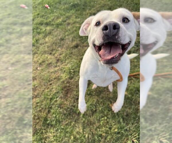 Medium Photo #1 American Pit Bull Terrier Puppy For Sale in Louisville, KY, USA