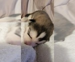 Puppy Leaf Alaskan Malamute
