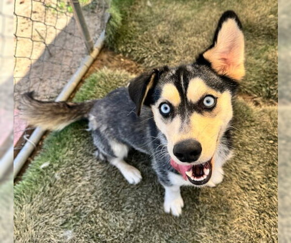 Medium Photo #4 Siberian Husky-Unknown Mix Puppy For Sale in Ventura, CA, USA