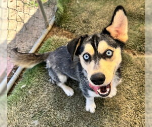 Bella - Female Siberian Husky-Unknown Mix Dog for Adoption - Photo #4