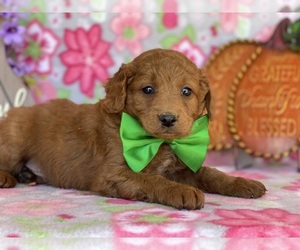 Goldendoodle (Miniature) Puppy for sale in LANCASTER, PA, USA