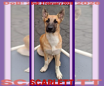 Small Photo #1 Shollie Puppy For Sale in Sebec, ME, USA