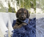Puppy Chili Goldendoodle