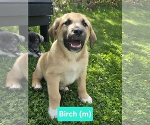 Mutt Dogs for adoption in Chinook, MT, USA