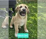 Small Mutt