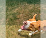 Small #11 American Pit Bull Terrier Mix