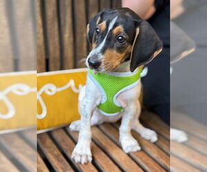 Coonhound-Unknown Mix Dogs for adoption in Warrenton, VA, USA