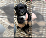 Small Borador