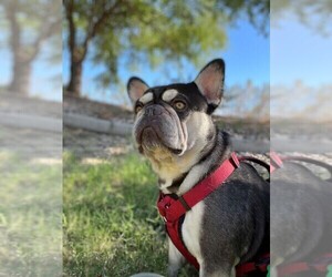 Father of the French Bulldog puppies born on 05/31/2025