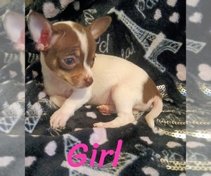 Chihuahua Puppy for sale in HENDERSON, NC, USA