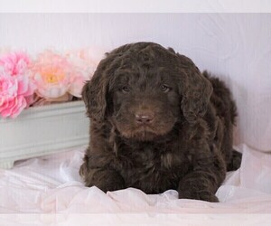 Newfypoo Puppy for sale in FREDERICKSBG, OH, USA