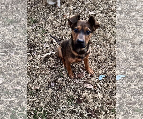 Medium Photo #5 Mutt Puppy For Sale in Ball Ground, GA, USA