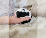 Small Photo #118 Sheepadoodle Puppy For Sale in LEHI, UT, USA