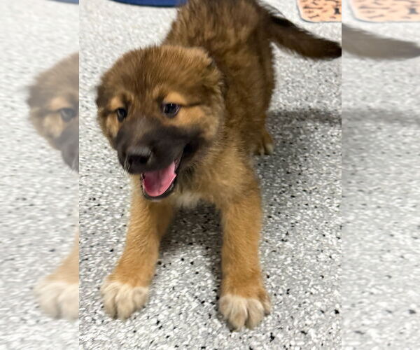 Medium Photo #2 Gerberian Shepsky Puppy For Sale in GILBERTS, IL, USA