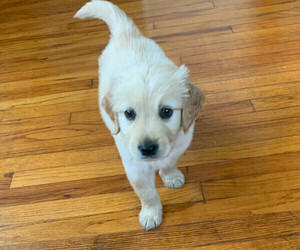 Golden Retriever Puppy for sale in VISTA, CA, USA