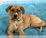Small Photo #13 Black Mouth Cur-Labrador Retriever Mix Puppy For Sale in Brewster, NY, USA