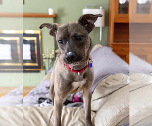 Medium Photo #19 Aussiedor Puppy For Sale in Oak Bluffs, MA, USA