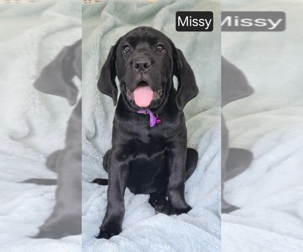 Medium Photo #2 Cane Corso Puppy For Sale in MINERAL WELLS, WV, USA