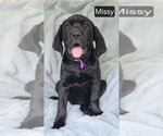 Small #1 Cane Corso