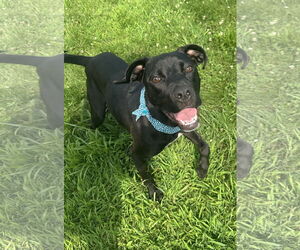 Labrador Retriever-Unknown Mix Dogs for adoption in Germantown, OH, USA